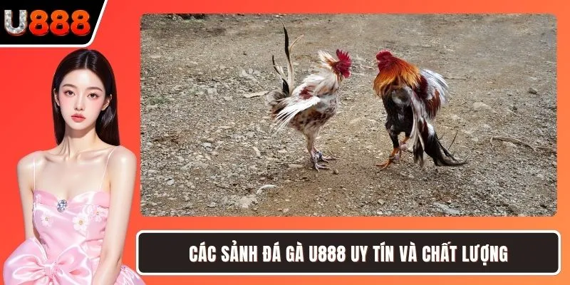 Các sảnh đá gà U888 uy tín và chất lượng