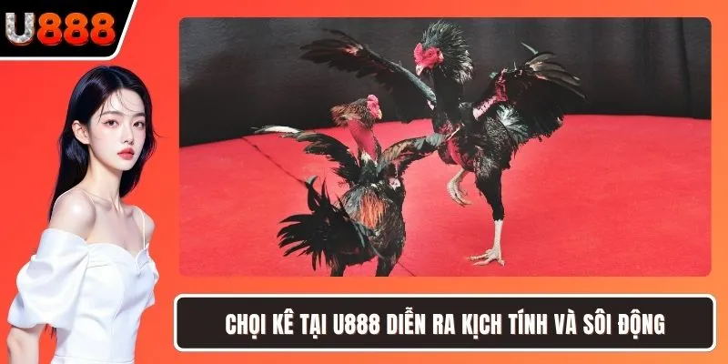 Chọi kê tại U888 diễn ra kịch tính và sôi động