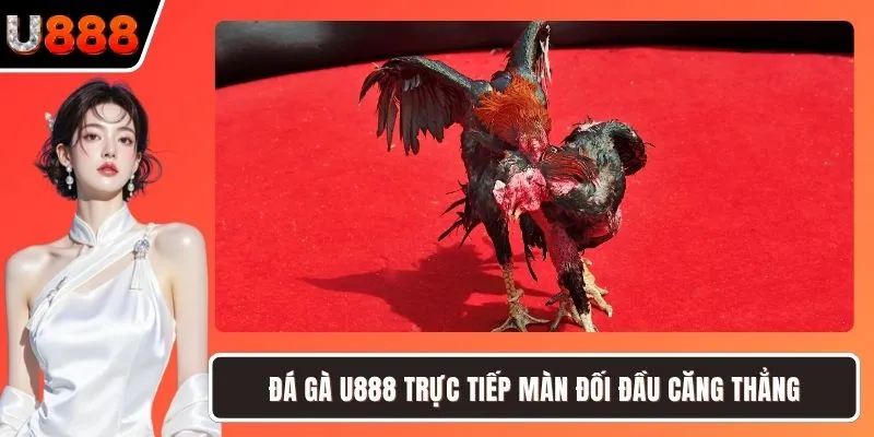 Đá gà U888 trực tiếp màn đối đầu căng thẳng